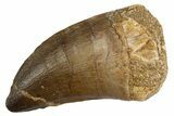 Fossil Mosasaur (Thalassotitan) Tooth - Morocco #345099-1